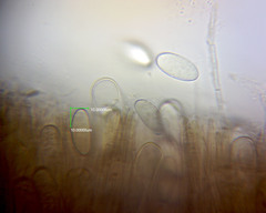 Plectania rhytidia