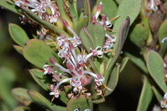 Isopogon buxifolius spathulatus