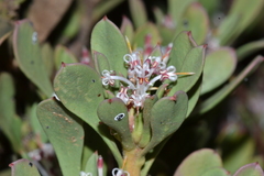 Isopogon buxifolius spathulatus