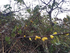Forsythia koreana