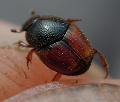 Onthophagus pullus