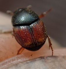 Onthophagus pullus