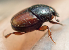 Onthophagus pullus