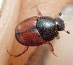 Onthophagus pullus