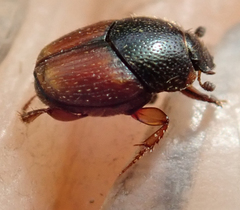 Onthophagus pullus