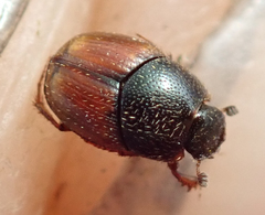 Onthophagus pullus