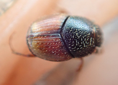 Onthophagus pullus