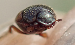 Onthophagus pullus