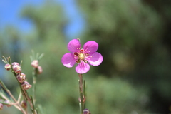 Hypocalymma puniceum