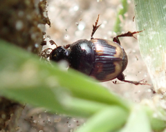 Onthophagus flavolimbatus