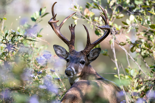 White-tailed Deer photographed in Georgia