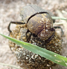 Allogymnopleurus splendidus