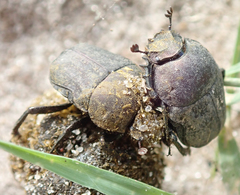 Allogymnopleurus splendidus