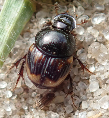 Onthophagus flavolimbatus