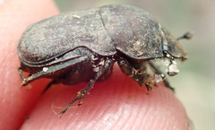 Allogymnopleurus splendidus