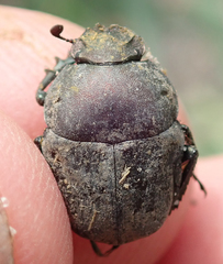 Allogymnopleurus splendidus