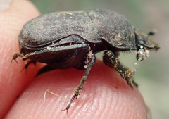 Allogymnopleurus splendidus