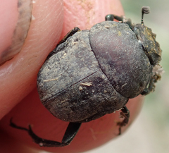 Allogymnopleurus splendidus