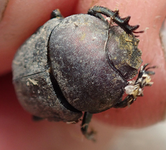 Allogymnopleurus splendidus