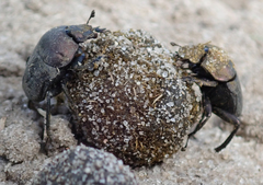Allogymnopleurus splendidus