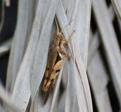 Stenocatantops angustifrons