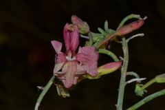 Lechenaultia linarioides