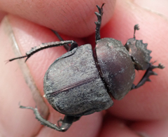 Allogymnopleurus splendidus