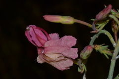 Lechenaultia linarioides