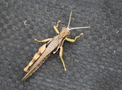 Stenocatantops angustifrons