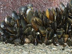 Blue Mussel