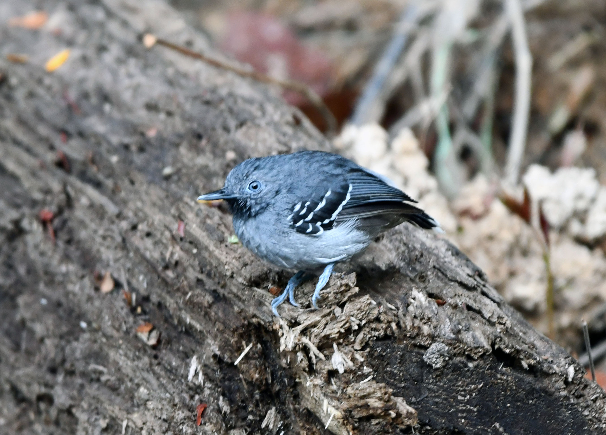Band-tailed Antbird (Hypocnemoides maculicauda), photo 2