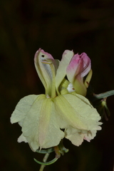 Lechenaultia linarioides