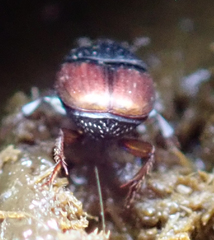 Onthophagus pullus