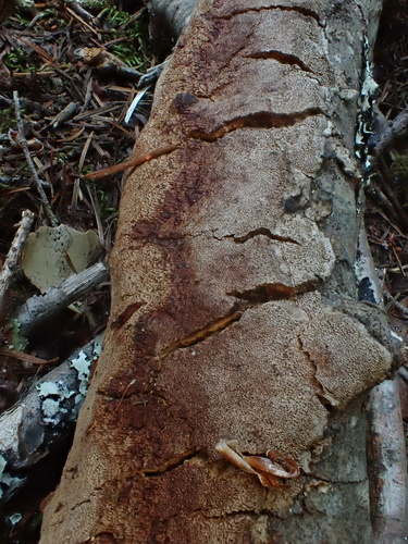 Fuscoporia ferrea, 2025-10-10