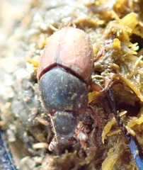 Onthophagus pullus