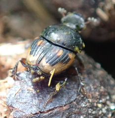 Onthophagus flavolimbatus