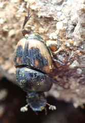 Onthophagus flavolimbatus