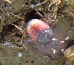 Onthophagus pullus