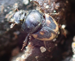 Onthophagus flavolimbatus