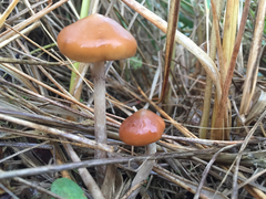 Psilocybe azurescens