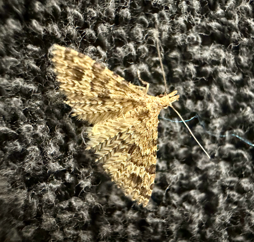 Twenty-plume Moth photo 5