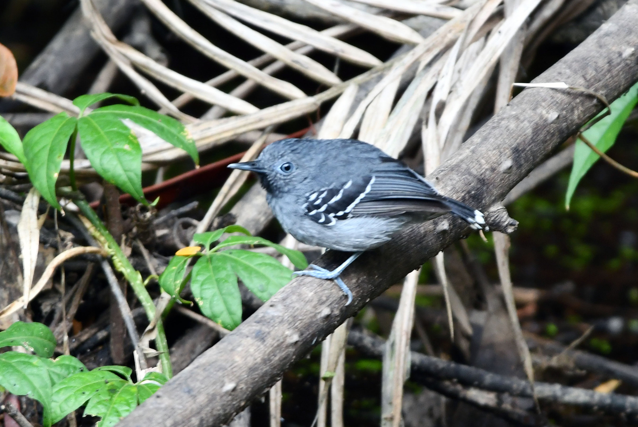 Band-tailed Antbird (Hypocnemoides maculicauda), photo 1