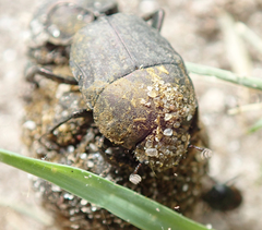 Allogymnopleurus splendidus