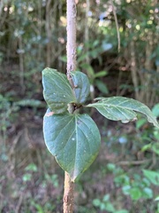 Rhoicissus rhomboidea