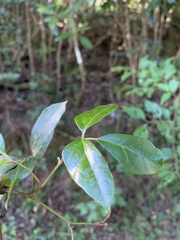Rhoicissus rhomboidea