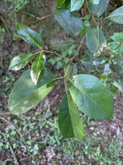 Rhoicissus rhomboidea