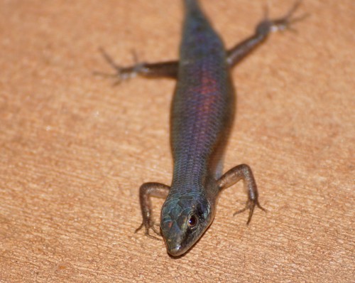 Closed-litter Rainbow-skink, Carlia sexdentata