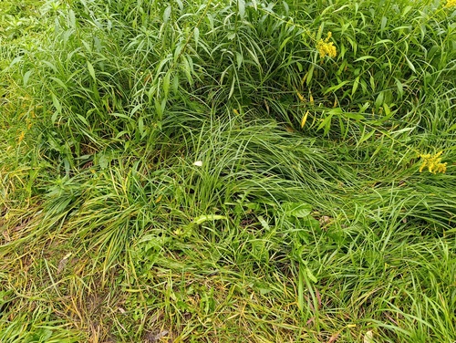 wheat sedge (Carex atherodes)