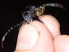 Aulacopus reticulatus