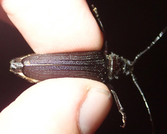 Aulacopus reticulatus